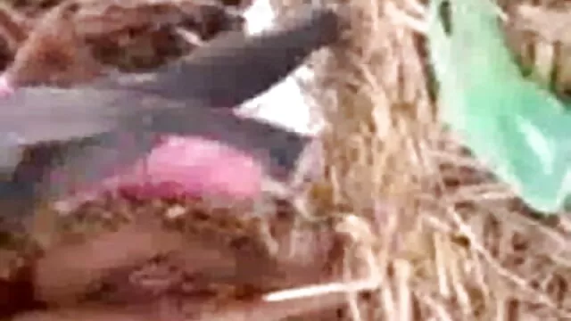 ধর্ষণের তীব্র বাংলা দেশী xx তরুণ যৌন মানুষ