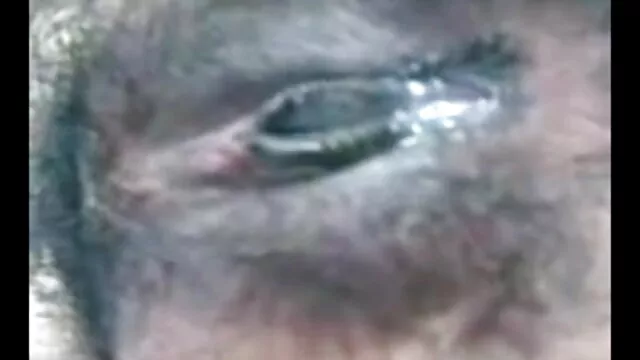 পুরুষ সমকামী, এশিয়ান, অল্পক্ষণ, থাই, কাম উত্তেজক বাংলা xx x বড়ো লোকের