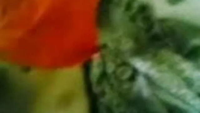 স্বামী বাংলা ww xx ও স্ত্রী